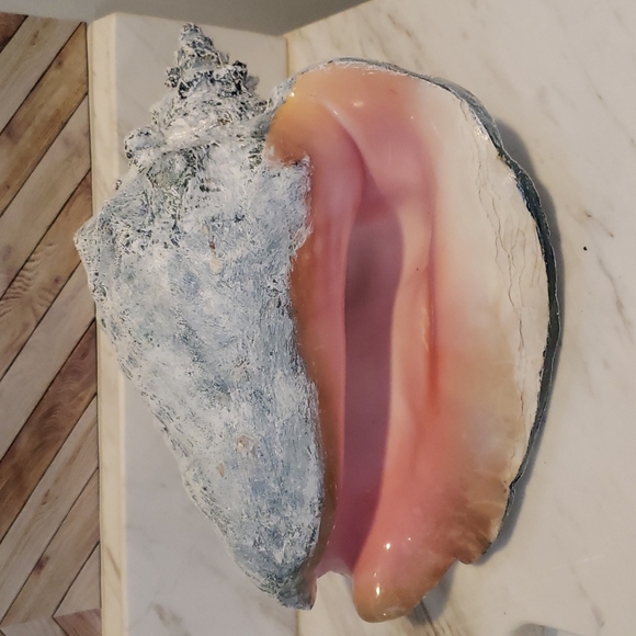 Vintage CONCH Shell - Picture 9 of 9